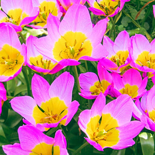 Lilac Wonder Tulip Seeds