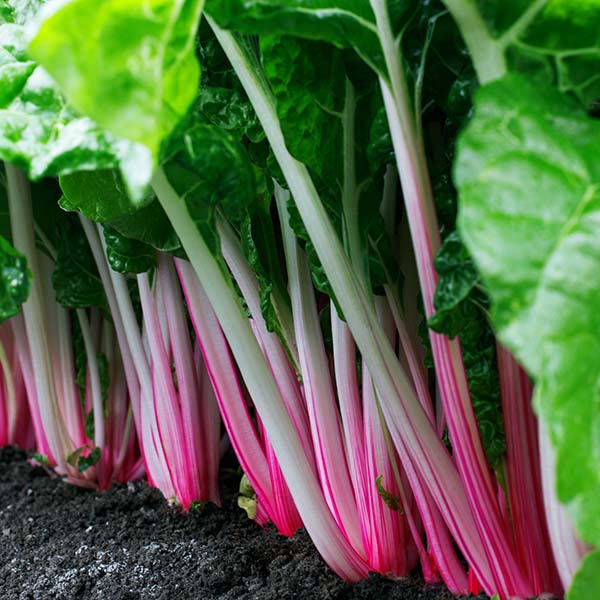 Peppermint – Swiss Chard Seed
