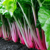 Peppermint – Swiss Chard Seed