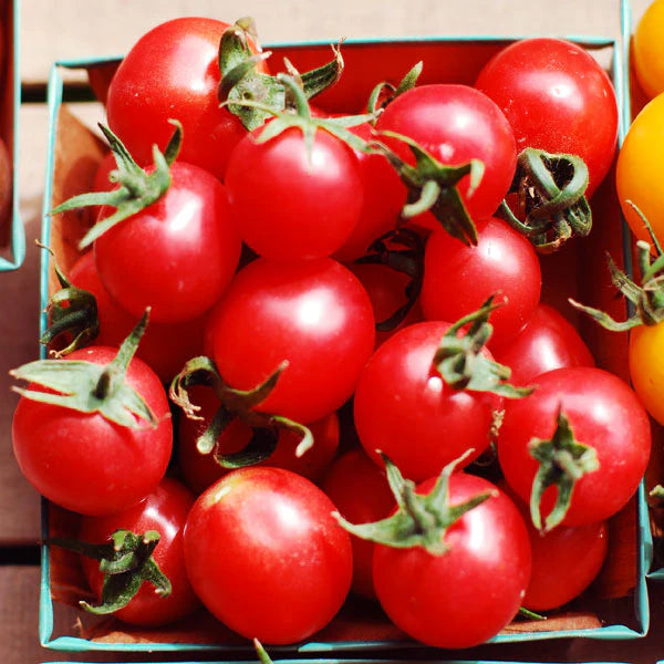 Sunpeach – Tomato Seed