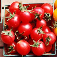 Sunpeach – Tomato Seed