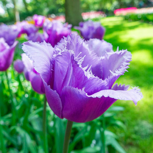 Grape Soda Tulip Mixture Seeds
