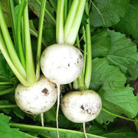 Hakurei – Turnip Seed