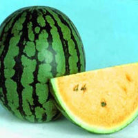 New Orchid – Watermelon Seed