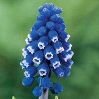 Dark Eyes Grape Hyacinth Seeds