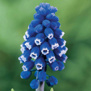 Dark Eyes Grape Hyacinth Seeds