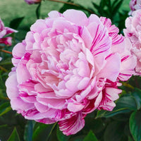 Candy Stripe Peony