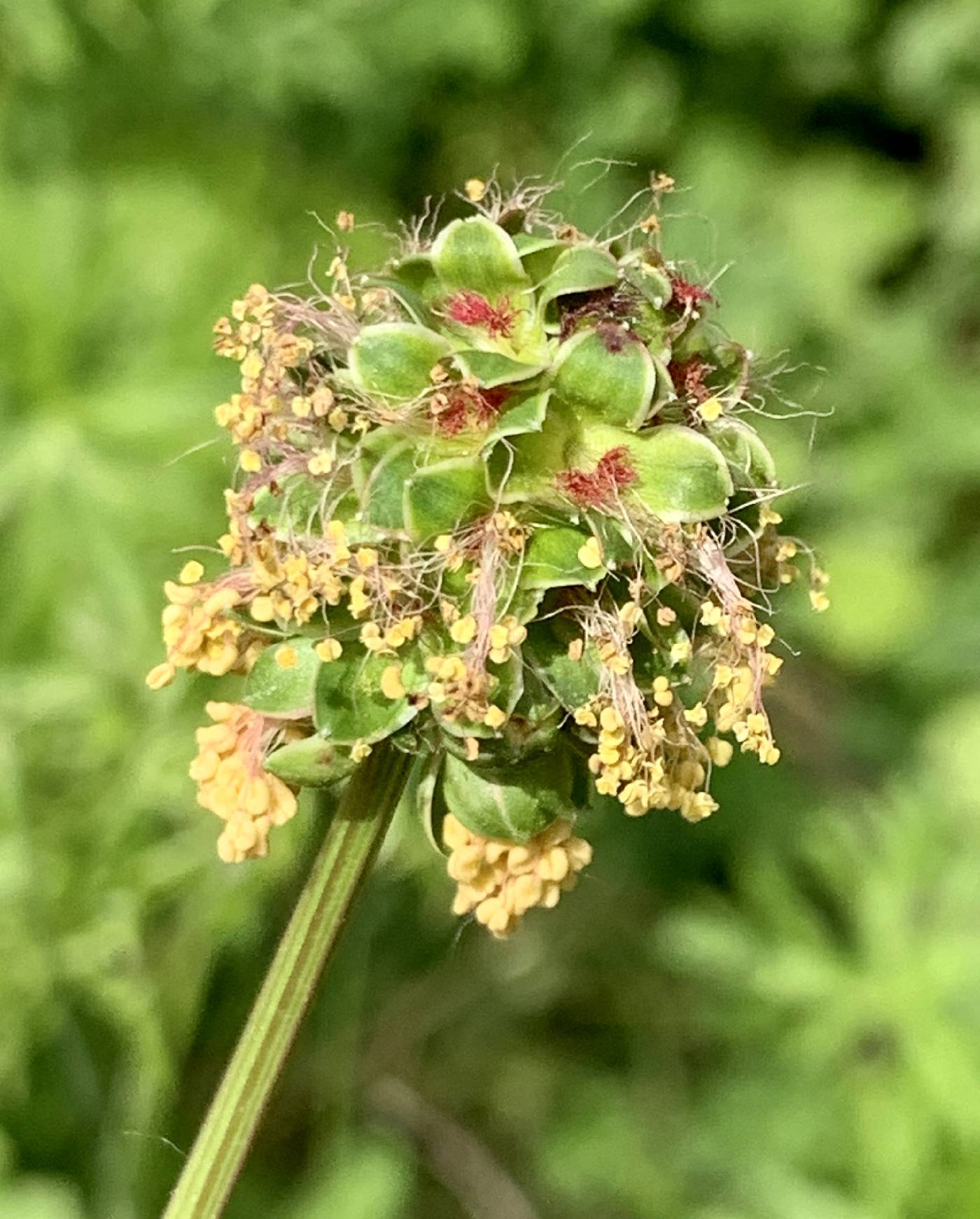 Heirloom Non-GMO Sanguisorba Flower Seeds for Planting – Unique Ornamental Garden Seeds - Non-GMO for planting in home garden