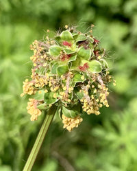 Heirloom Non-GMO Sanguisorba Flower Seeds for Planting – Unique Ornamental Garden Seeds - Non-GMO for planting in home garden
