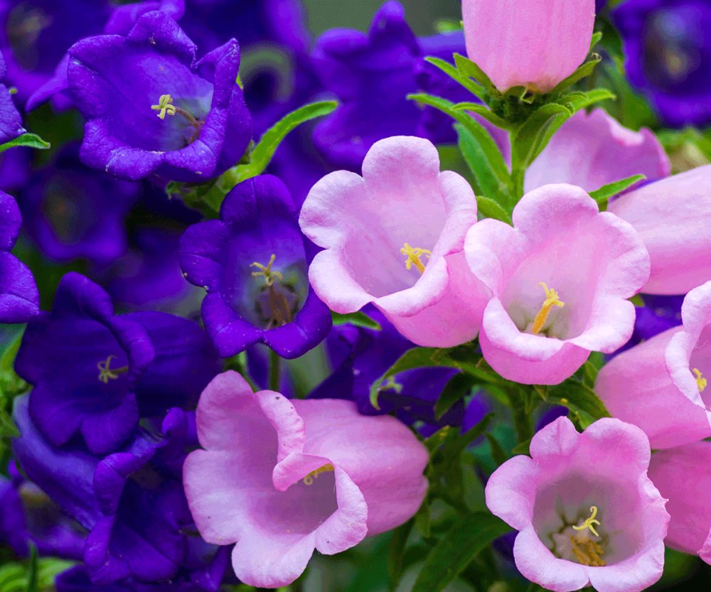 Canterbury Bells- Cup and Saucer Mix