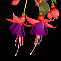 Fuchsia Flowers Seeds