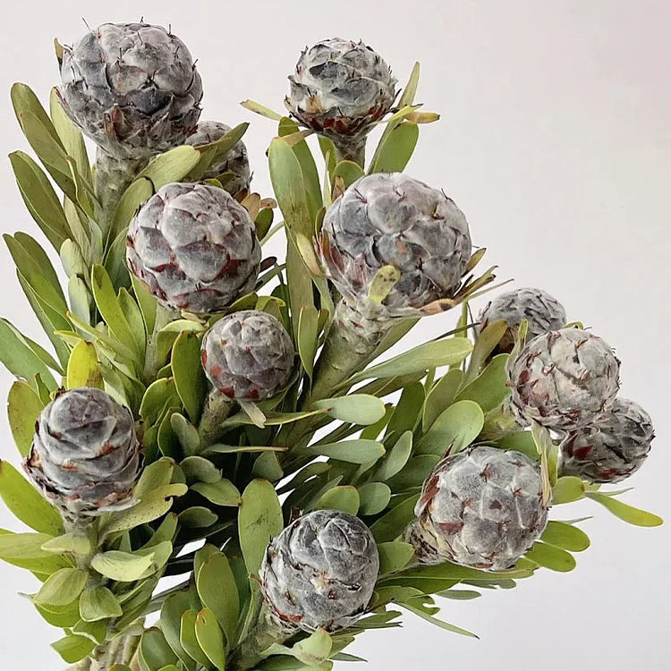 Fuzzy Wood Lily Bulbs