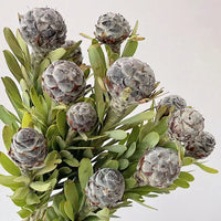 Fuzzy Wood Lily Bulbs