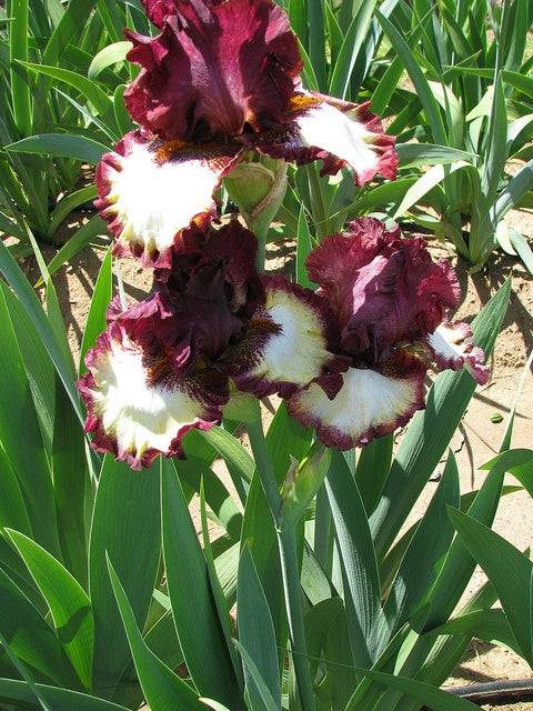 Class Ring Bearded Iris