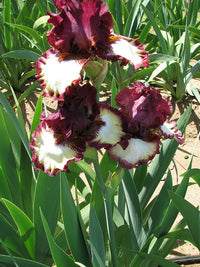 Class Ring Bearded Iris