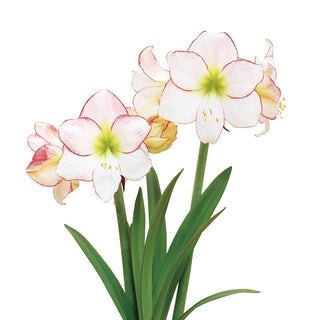 Picotee Amaryllis  Seeds