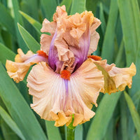 Jealous Guy Bearded Iris Seeds