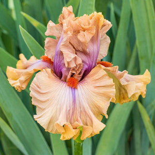 Jealous Guy Bearded Iris Seeds