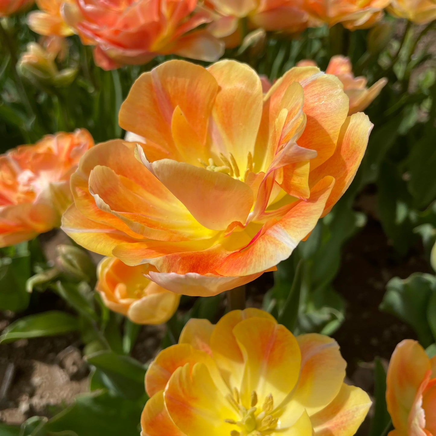 Charming Beauty Tulip Seeds