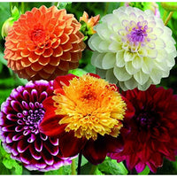 Deluxe Dahlia Mixture