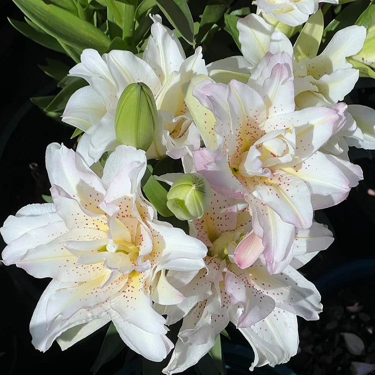 Double Lily Flower Seeds
