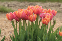 Amazing Parrot – Tulip