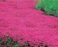 Red Creeping Thyme