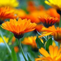 Calendula