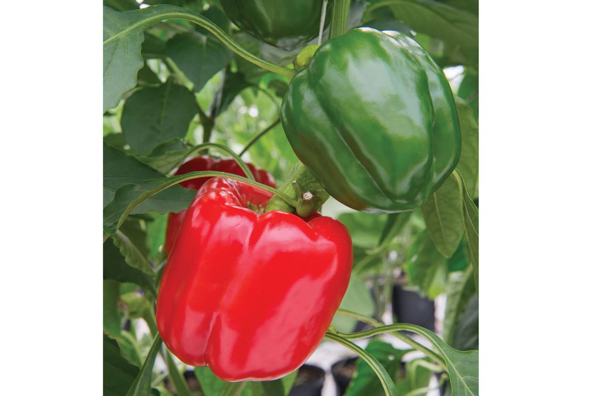 Sprinter – Bell Pepper Seed