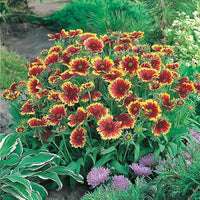 Goblin Gaillardia