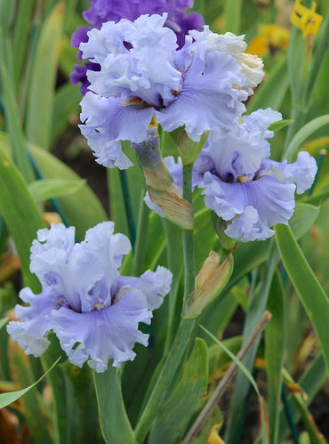Platinum Passion Bearded Iris