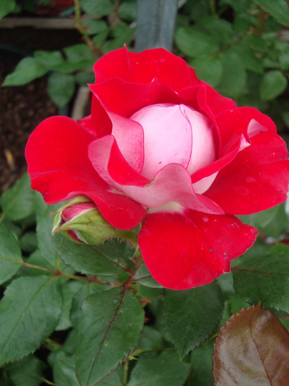 Take it Easy Floribunda Rose