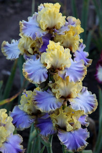 Repertoire Bearded Iris Seeds