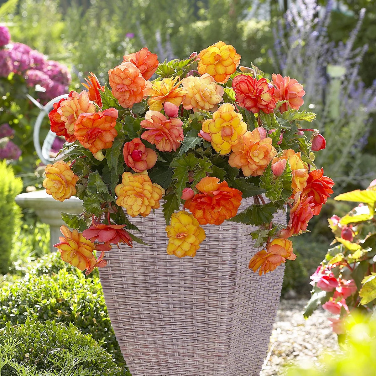 Golden Balcony Hanging Basket Begonia
