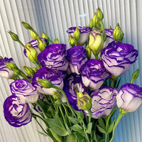 Purple Edge Eustoma Thornless Rose Lisianthus Seeds