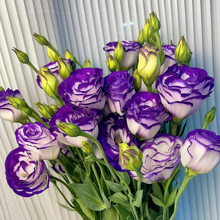 Purple Edge Eustoma Thornless Rose Lisianthus Seeds