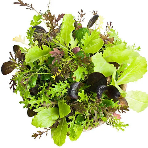 Ovation Greens Mix – Organic Seeds