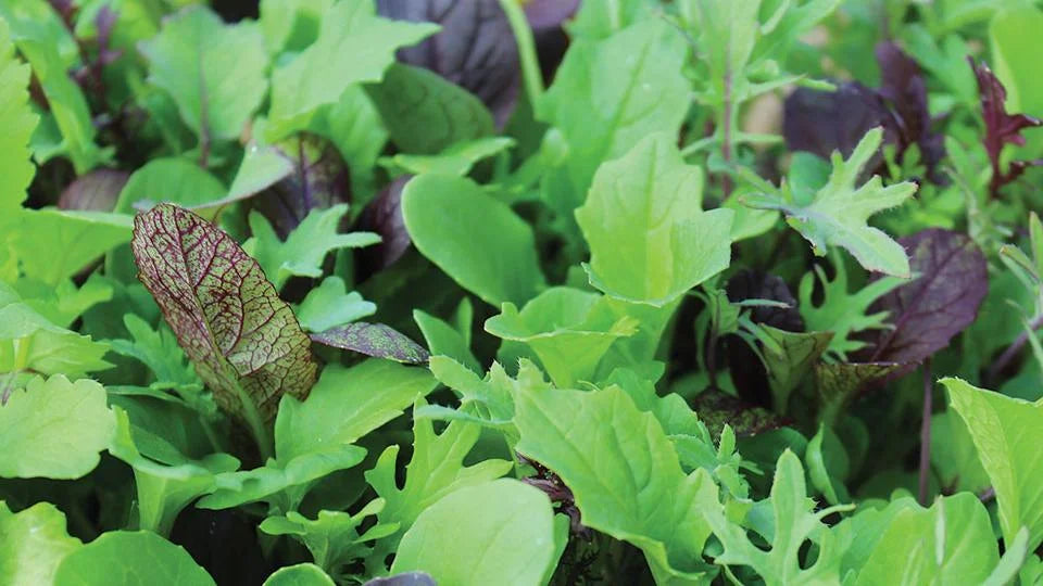 Ovation Greens Mix – Organic Seeds