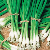 Leek Bunching Vegetable Seeds