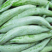 Snake Gourd Chachinda Vegetable Seeds