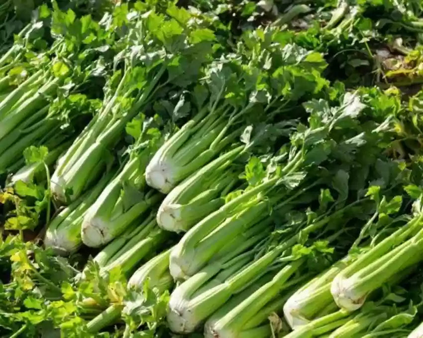 Conquistador – Celery Seed