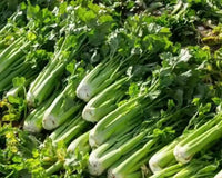 Conquistador – Celery Seed