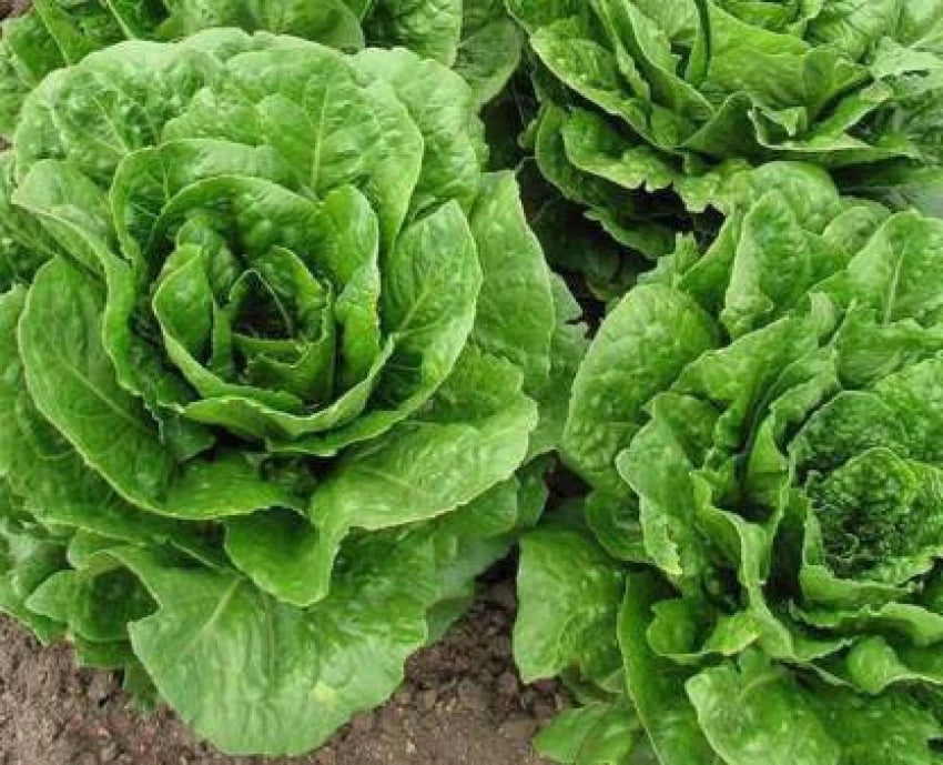 Coastal Star – Organic Lettuce Seed
