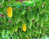 Indian Bitter Gourd Seeds for Planting, 100 pcs
