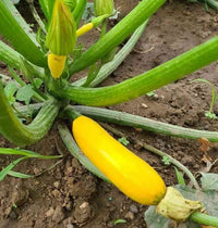 Squash Golden Yellow  Vegetable Seeds