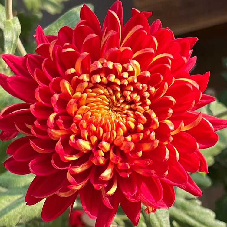 Red Giant Chrysanthemum Seeds