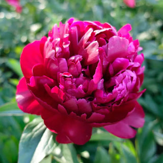 Peter Brand Peony
