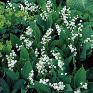 Lily-of-the-Valley Super Sak