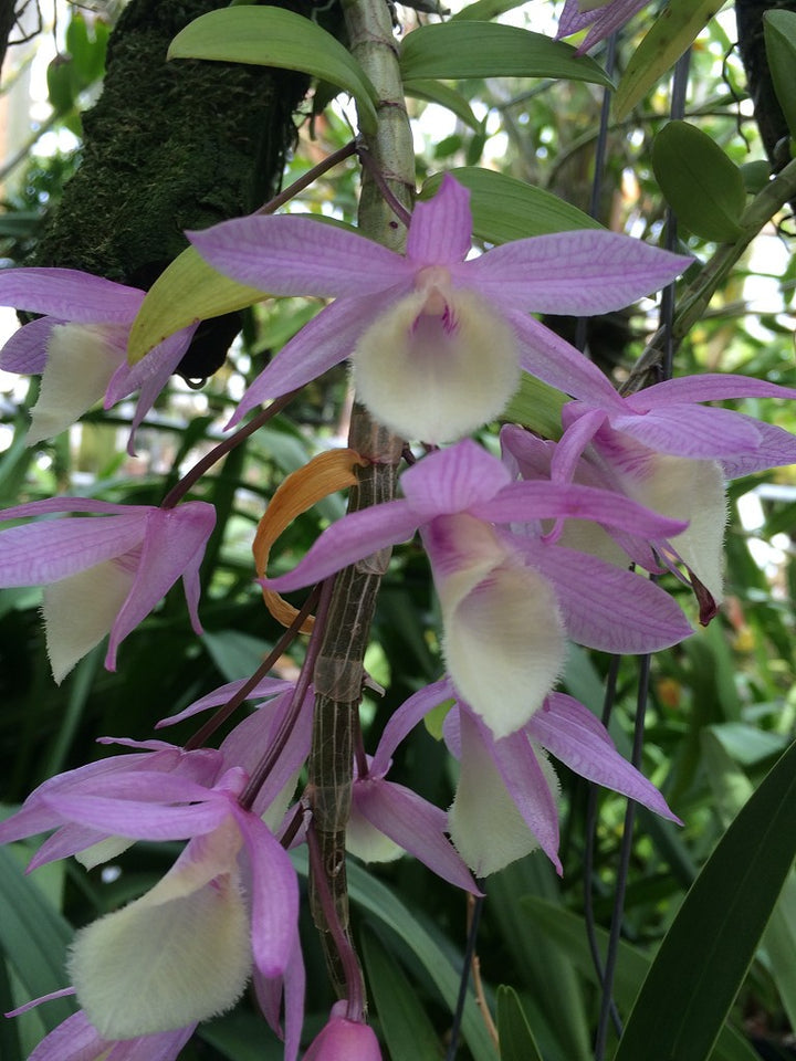Heirloom Non-GMO Dendrobium Aphyllum Orchid Seeds | Fragrant Hooded Orchid Seeds for Tropical Gardens