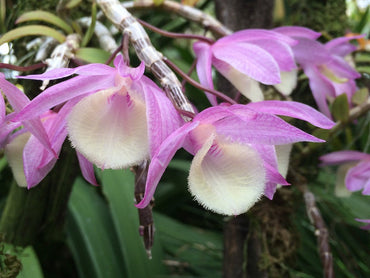 Heirloom Non-GMO Dendrobium Aphyllum Orchid Seeds | Fragrant Hooded Orchid Seeds for Tropical Gardens
